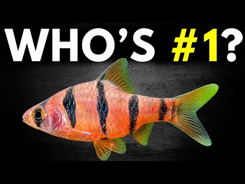 Видео: Рейтинг лучших рыб-барбусов (Tierlist)