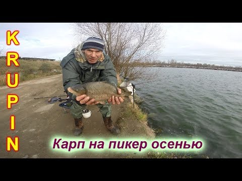 Видео: Дикий карп на пикер осенью.