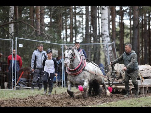 Видео: Абсолютен рекорд от 3 150 кг, регистрираха най-леките коне от тежковозни породи на турнир с. Антон