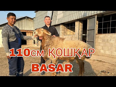 Видео: 110см ҚОШҚАР РЕКОРД.Қозы қошқарлар САТЫЛАДЫ 87015726777