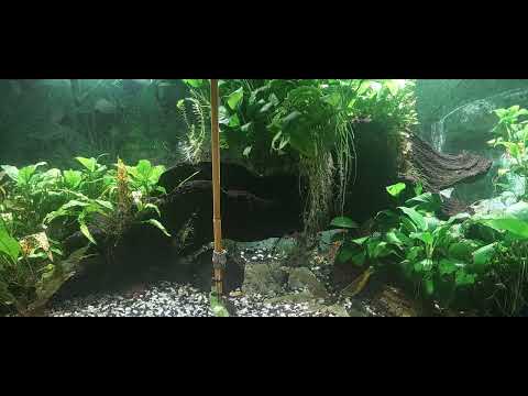 Видео: Опять вымирает рыба после подмен воды. Проблема и решение.