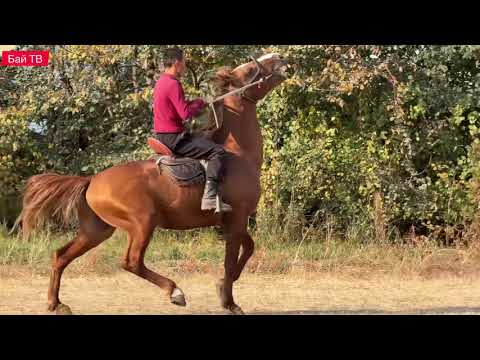 Видео: УЛАГЫ ТААМАЙ АТ ЧЫКТЫ 💪🏻 #байтв 
