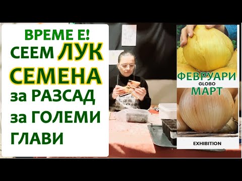 Видео: ЕДРИ ГЛАВИ ЛУК от СЕМЕНА за 1сезон, разсад. Сеитба на семена на лук за разсад у дома. за начинаещи.