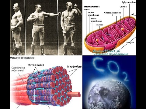 Видео: От чего растут мышцы. Медленные волокна. Углекислый газ. Гормон роста. Статика