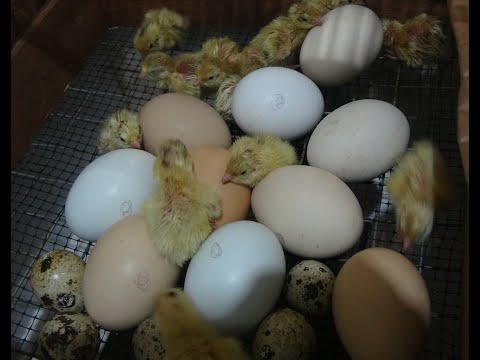 Видео: Перепелята, Львинка, Канарейки.