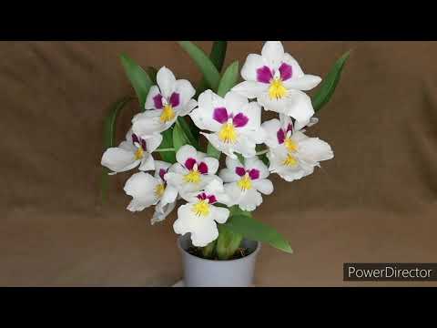 Видео: Адаптация мильтониопсиса. Цветение орхидеи Miltoniopsis Herralexandre. Psychopsis Mariposa Special.