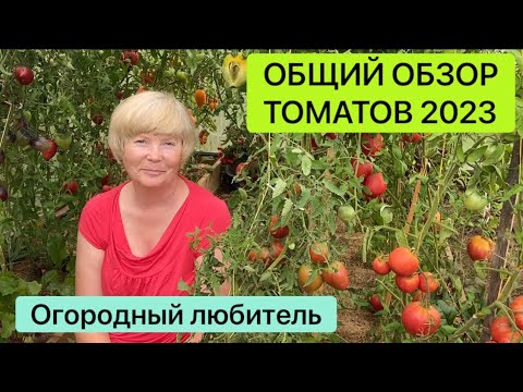 Видео: ОБЩИЙ ОБЗОР ТОМАТОВ 2023 // высылаю семена