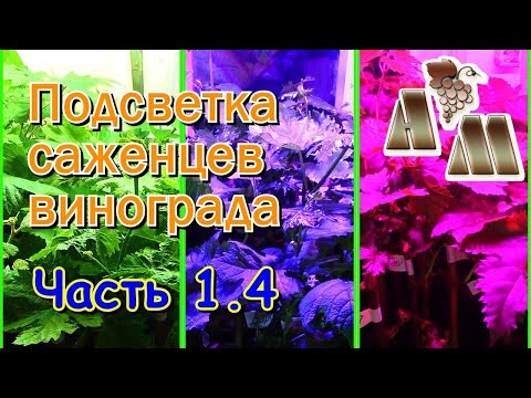 Видео: 🍇 Светодиодная подсветка саженцев винограда. Часть 1.4