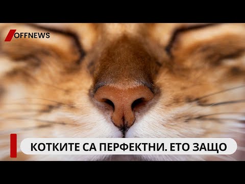 Видео: Котките са съвършени. Науката казва защо
