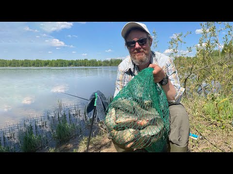Видео: Караси Трёхозёрья. Перловка выручает...
