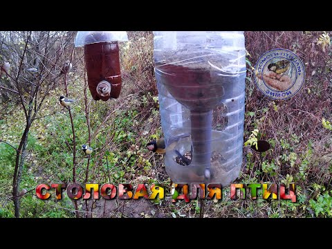 Видео: Кормушка для птиц 31 октября 2025 года (02)