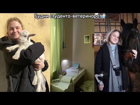 Видео: влог студента-ветеринара #8