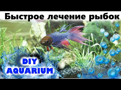 Видео: Лекарство для рыб от всех болезней (практически)
