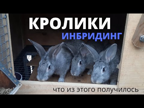 Видео: Кролики. Близкородственное скрещивание