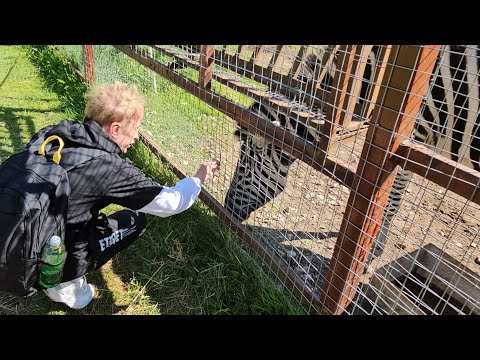 Видео: 21.05.2025 г Парк птиц Воробьи