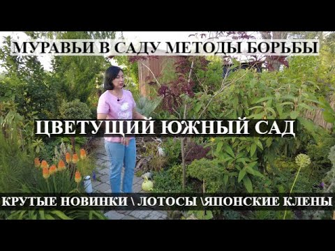 Видео: Японские КЛЕНЫ \ муравьи в саду  методы борьбы \ КРУТЫЕ НОВИНКИ \  ЛОТОСЫ \ ЦВЕТУЩИЕ МАГНОЛИИ