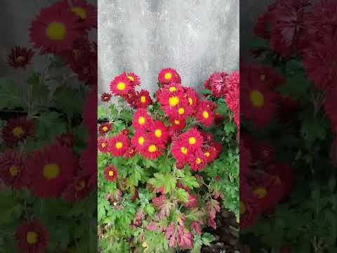 Видео: 31 октября 2025 г.