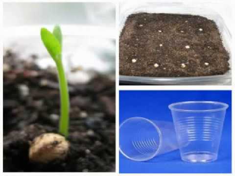 Видео: Как вырастить мурайю из семян. Мой опыт