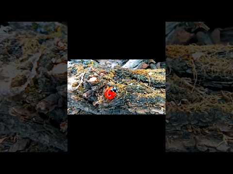 Видео: ❤️В ГОСТЯХ У ВЕСНЫ❤️