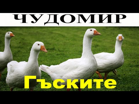 Видео: ЧУДОМИР: Гъските