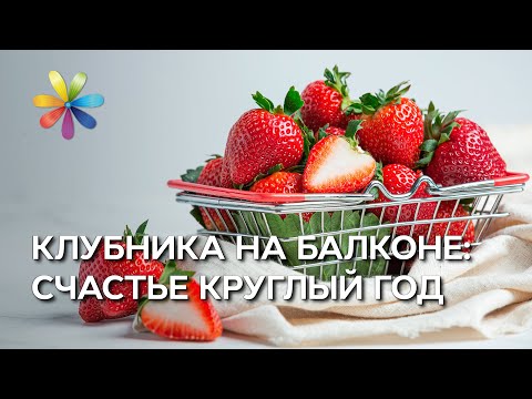 Видео: Клубника на балконе – Все буде добре