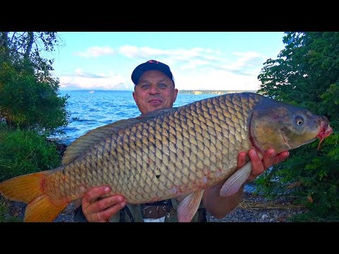Видео: Ловля сазана на реке Днепр! Рыбалка с ночевкой на речных монстров!