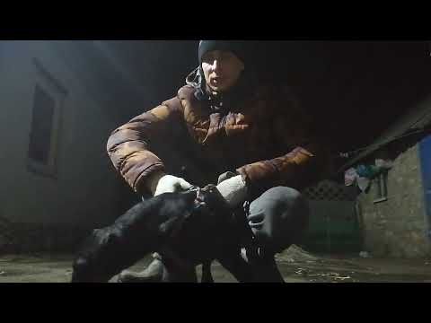 Видео: Ягдтерьер Турбо. Немного о нем и разъяснения для хейтеров)))