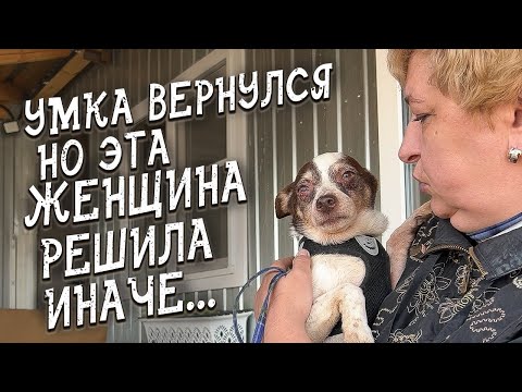 Видео: Спасение животных / Вернулась в приют, но надолго ли?