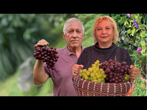 Видео: #24/19 Беларусь. Как вырастить красивую ягоду? В гостях на винограднике семьи Бисултановых.