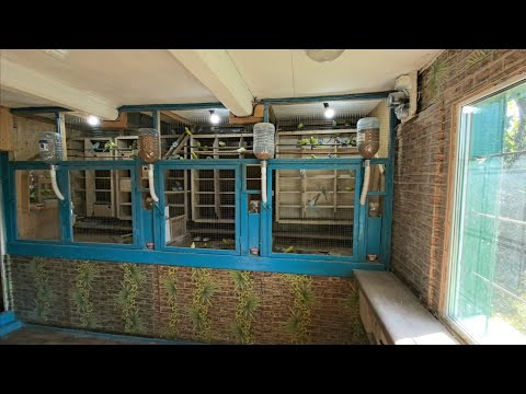 Видео: Разведение волнистых попугаев. Осень на даче.