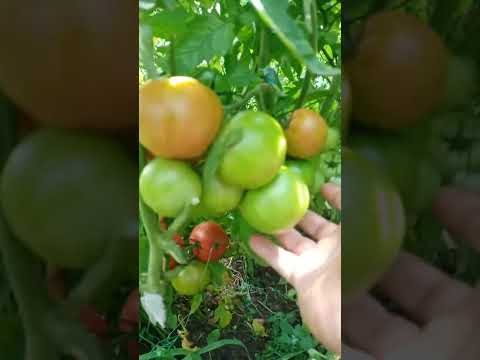 Видео: Что выросло из китайских семян большой обзор  крупные розовые ,  черри (менди, розовый кристал)