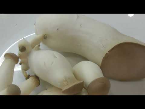 Видео: Опыт выращивания Эринги в домашних условиях от нашего клиента. 2-я часть