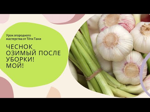 Видео: ЧЕСНОК озимый после уборки. Мой.