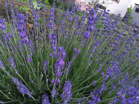 Видео: Лаванда. Три способа стратификации семян лаванды.