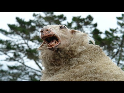 Видео: ЖИВОТНЫЕ-ЗОМБИ СНЯТЫЕ НА ВИДЕО !