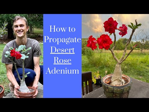 Видео: Адеиум пустынной розы — руководство по размножению — подробные инструкции по черенкованию и укоре...