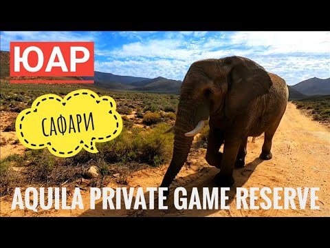 Видео: Южная Африка. Сафари около Кейптауна. Aquila Private Game Reserve. Njalo-Njalo Safaris