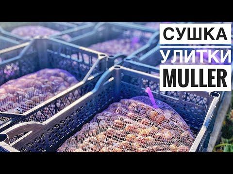 Видео: Как сушить улитку Muller? Нашел САМУЮ БОЛЬШУЮ улитку 🐌 Анабиоз. Фасовка и хранение улитки Muller