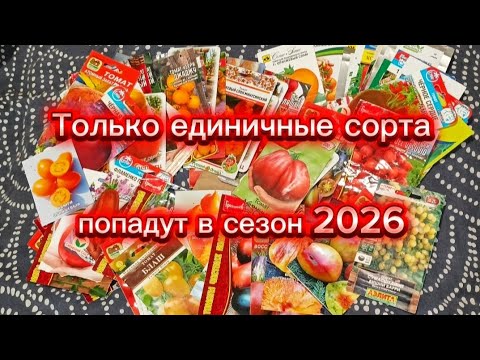 Видео: От большинства сортов томатов решила отказаться. Почему? 🤷‍♀️