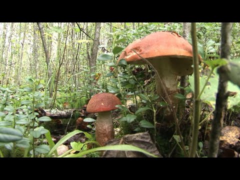 Видео: Без конкурентов