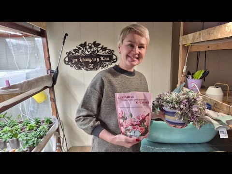 Видео: ПЕРЕСАДКА ПЕЛАРГОНИИ В НОВЫЙ ГРУНТ.