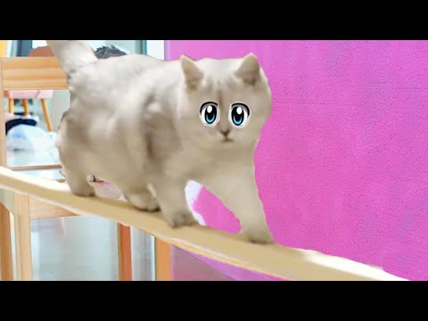 Видео: ГИГАНТСКИЙ МОСТ для моих КОШЕК!  С ПРИМАНКОЙ и ПРЕПЯТСТВИЯМИ!!!