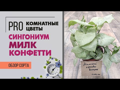 Видео: Сингониум Милк Конфетти - приносящий счастье | Нежная комнатная лиана