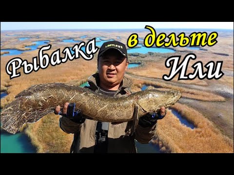 Видео: [2K] Клёвая рыбалка. Дикая река змейголов и сазаны.  Рыбалка в Дельте Или.  2часть.