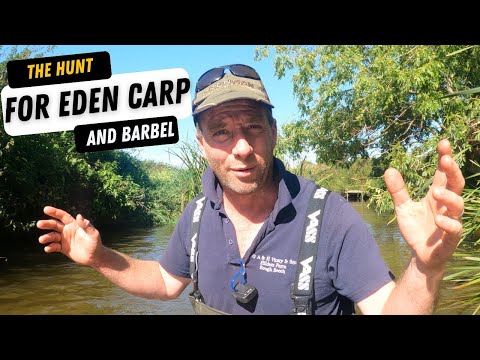 Видео: Как поймать карпа в малых реках: на самом деле я охотился за усачом!