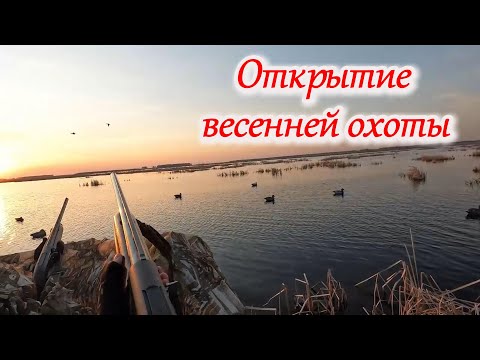 Видео: Открытие весенней охоты Тест манков Hunterhelp