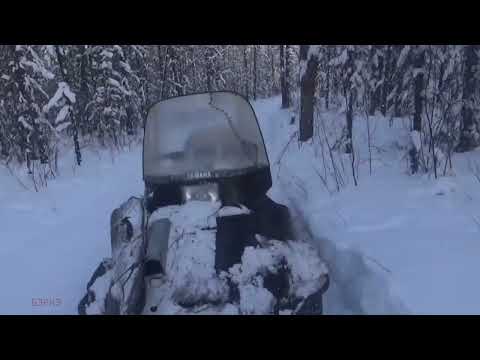 Видео: Завтрак в тайге: Волчатник Бэркэ и зимний учет животных.