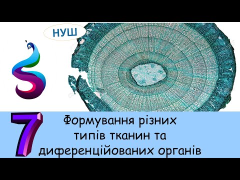Видео: Формування різних типів тканин та диференційованих органів