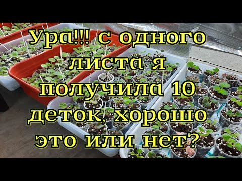 Видео: Лист фиалки дал много деток, хорошо это или нет? #Фиалки от листочка до цветочка.Путь новичка #43