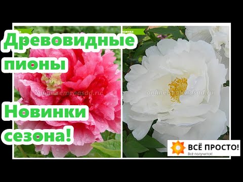 Видео: Мой заказик! Шикарные новинки на весну -2022! 🌸Древовидные пионы, травянистый подвой.